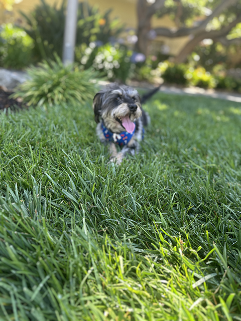 Small dog running through grass on Santa Clara Universitys campus