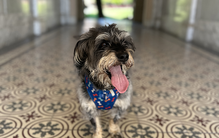 Dog in outdoor OConnor hallway